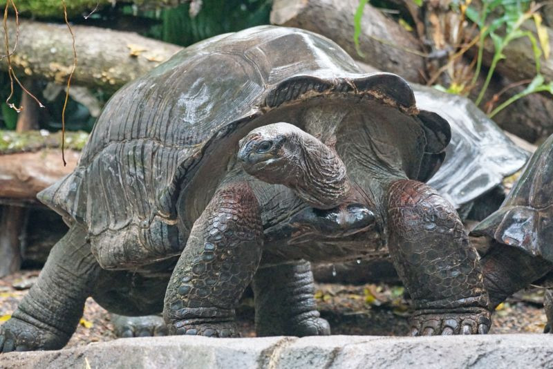 A picture of the Aldabra Giant Tortoise in Tampa Zoo